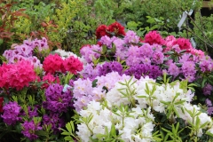 Auswahl Rhododendron