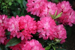 IMG_0341 (2)