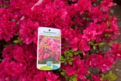 Japanese Azalea \"Canzonetta\"