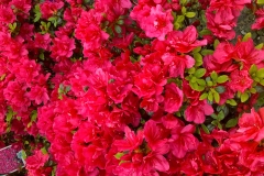 Japanese Azalea