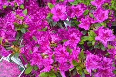 Japanese Azalea \" Königstein\"