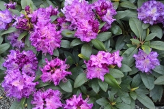 grossblumige Rhododendron Hybriden