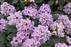 grossblumige Rhododendron Hybriden
