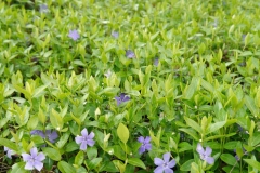 vinca